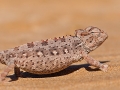 Wüstenchamäleon / Desert Chameleon / Chamaeleo namaquensis