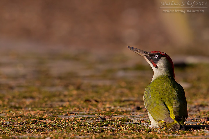 Grünspecht, Green Woodpecker, Picus viridis