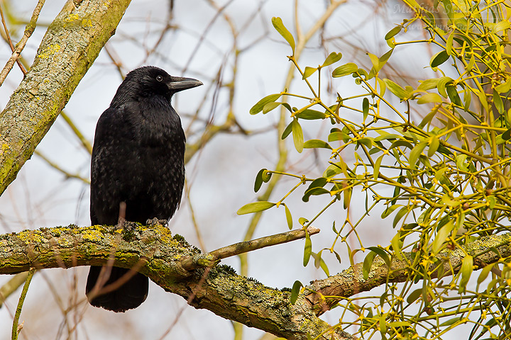 Rabenkrähe, Carrion Crow, Corvus corone