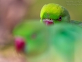 Halsbandsittich, Rose-ringed Parakeet, Psittacula kramer