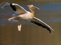 Rosapelikan, Great White Pelican, Pelecanus onocrotalus