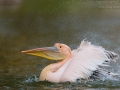 Rosapelikan, Great White Pelican, Pelecanus onocrotalus