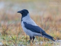 Nebelkrähe, Hooded Crow, Corvus corone cornix