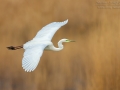 Silberreiher, Great White Egret,  Egretta alba