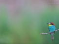 Bienenfresser, European Bee-eater, Merops apiaster