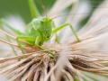 Grünes Heupferd, Tettigonia viridissima, Great Green Bush-Cricket
