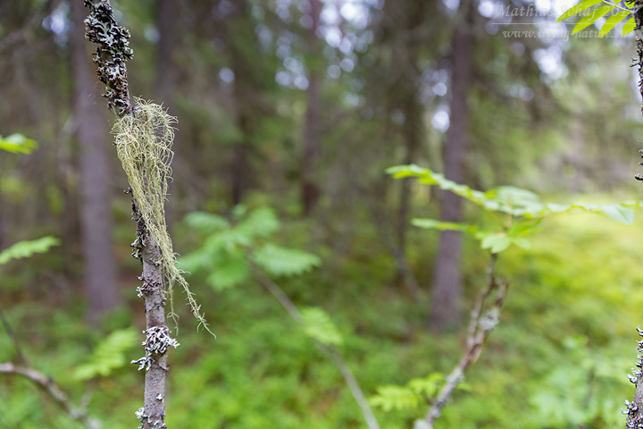 Bartflechte, Usnea, lichen, tree's dandruff, odl man's beard, beard lichen