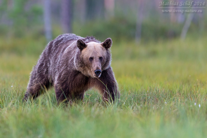 Europäischer Braunbär, Ursus arctos arctos, Eurasian brown bear