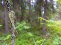 Bartflechte, Usnea, lichen, tree's dandruff, odl man's beard, beard lichen