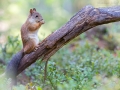 Eichhörnchen, Sciurus vulgaris vulgaris, red squirrel