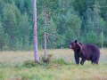 Europäischer Braunbär, Ursus arctos arctos, Eurasian brown bear