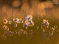 Schmalblättriges Wollgras, Eriophorum angustifolium, common cottongrass