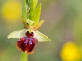 Fliegen-Ragwurz, Ophrys insectifera, fly orchid