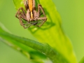 Listspinne, Pisaura mirabilis, nursery web spider