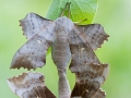 Pappelschwärmer, Laothoe populi, Poplar Hawk-moth