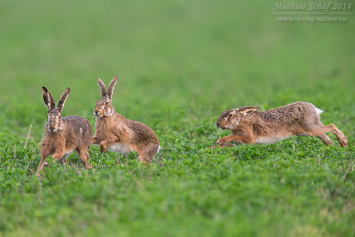 Feldhase, Lepus europaeus, European Hare, Brown Hare