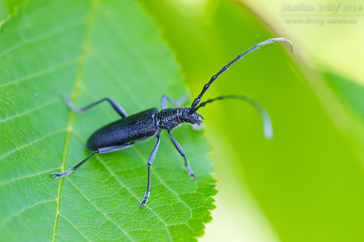 Kleiner Eichenbock, Cerambyx scopolii, capricorn beetle