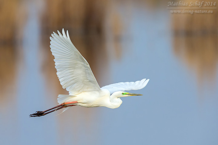 Silberreiher, Great White Egret, Egretta alba