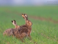 Feldhase, Lepus europaeus, European Hare