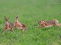 Feldhase, Lepus europaeus, European Hare, Brown Hare