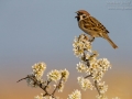 Feldsperling, Eurasian Tree Sparrow,  Passer montanus