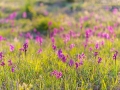 Kleines Knabenkraut, Orchis morio,  green-winged orchid