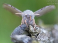 Pappelschwärmer, Laothoe populi, Poplar Hawk-moth