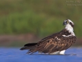 Fischadler, Osprey, Pandion haliaetus, Balbuzard pêcheur, Águila Pescadora
