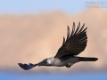 Glanzkrähe, Indian House Crow, House Crow, Corvus splendens, Corbeau familier, Corneja India
