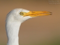 Kuhreiher, Cattle Egret, Bubulcus ibis, Héron garde-bœufs, Garcilla Bueyera