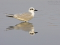 Gull-billed Tern, Gelochelidon nilotica, Sterna nilotica, Sterne hansel, Pagaza Piconegra