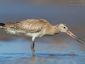 Pfuhlschnepfe, Bar-tailed Godwit, Limosa lapponica, Barge rousse, Aguja Colipinta
