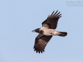 Nebelkrähe, Hooded Crow, Northern Carrion Crow, Corvus corone corni