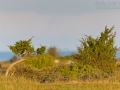 Sperber, European Sparrowhawk, Accipiter nisus