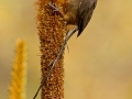 Braunflügel-Mausvogel /  Speckled Mousebird / Colius striatus