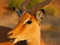 Impala / Schwarzfersenantilope / Aepyceros melampus
