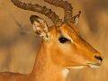 Impala / Schwarzfersenantilope / Aepyceros melampus