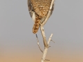 Perlkauz / Pearl-spotted Owlet / Glaucidium perlatum