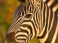 Steppenzebra / Burchell's Zebra / Equus quagga