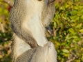 Südliche Grünmeerkatze / Vervet Monkey / Chlorocebus pygerythrus
