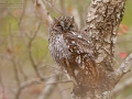 Afrika-Zwergohreule / African Scops Owl / Otus senegalensis