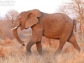 Afrikanischer Elefant / African Bush Elefant / Loxodonta africana