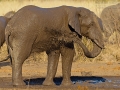 Afrikanischer Elefant / African Bush Elefant / Loxodonta africana