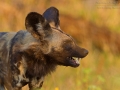 Afrikanischer Wildhund /  African Wild Dog / Lycaon pictus