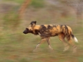 Afrikanischer Wildhund /  African Wild Dog / Lycaon pictus