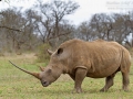 Breitmaulnashorn / White Rhinoceros / Ceratotherium simum