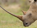 Breitmaulnashorn / White Rhinoceros / Ceratotherium simum