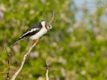 Brillenwürger / Long-crested Helmet Shrike / Prionops plumata