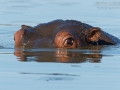 Flusspferd / Hippo / Hippopotamus amphibius