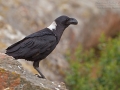 Geierrabe / African White-necked Raven / Corvus albicollis